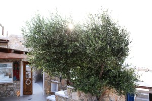 Outdoor area 17